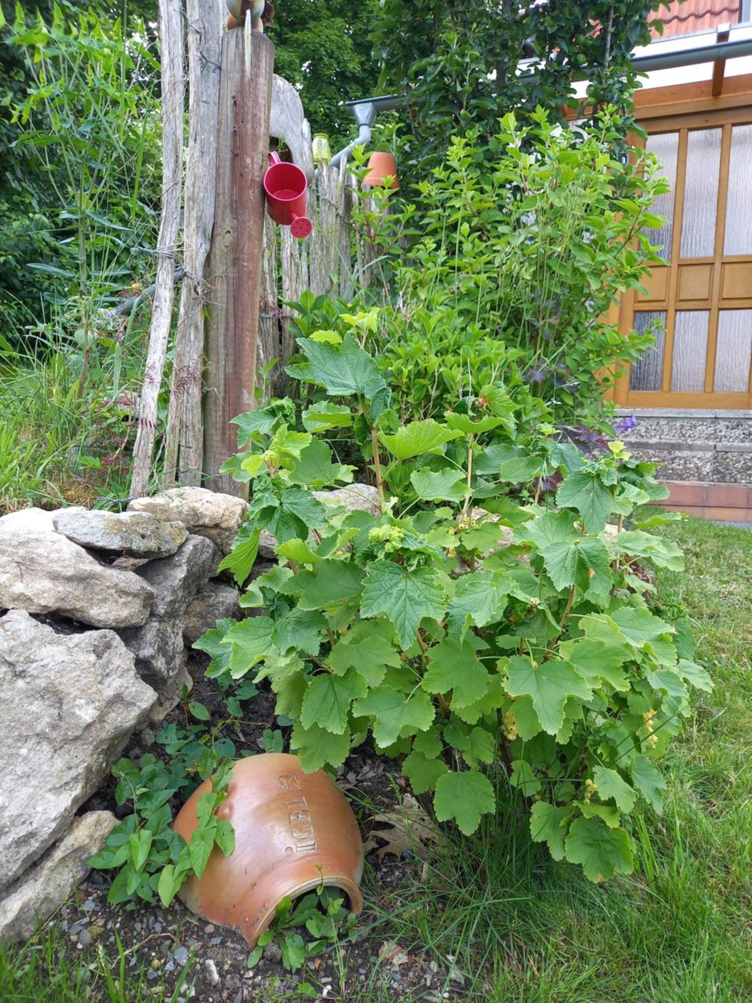 Villa Elfenhaeuschen Mit 3 Dtv Sternen Ausgezeichnet à Bad Harzburg Extérieur photo