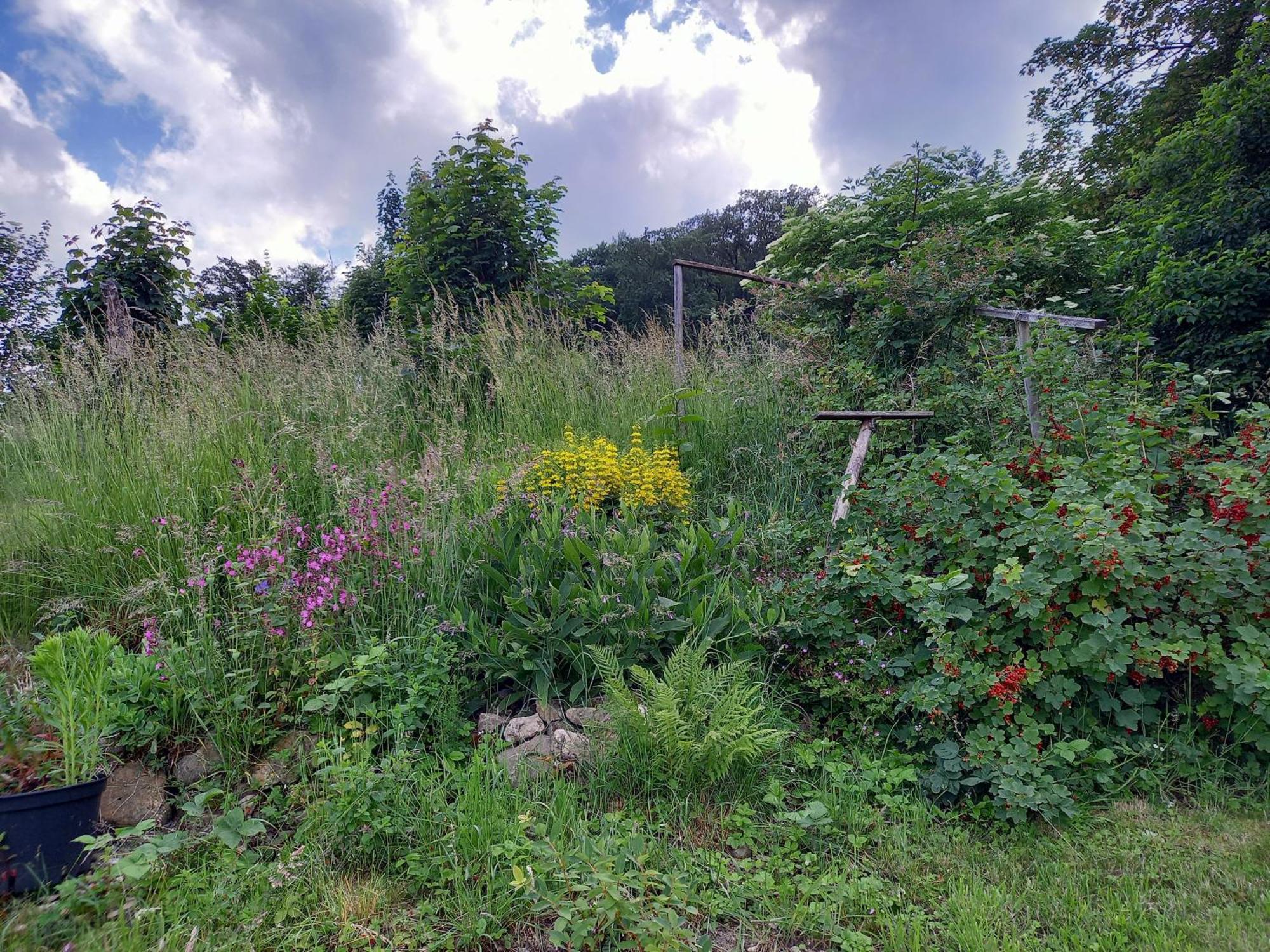 Villa Elfenhaeuschen Mit 3 Dtv Sternen Ausgezeichnet à Bad Harzburg Extérieur photo